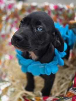 Labrador Retriever Dogs Available for Adoption in Sterling, Massachusetts - ANDY 3 Months AVA 5/13 | PetCurious