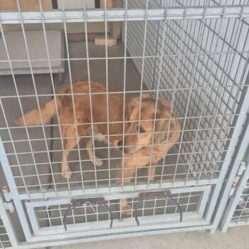 Arrow/A1052341 -  Golden Retriever Dog for Adoption in San Pablo, California - Arrow/A1052341 | PetCurious