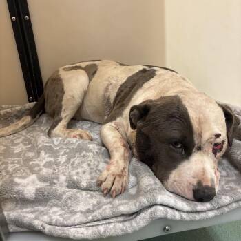 Mixed Breed Dogs Available for Adoption in Memphis, Tennessee - Gucci | PetCurious