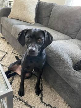 American Staffordshire Terrier Dogs Available for Adoption in Azalea Park, Florida - Levi | PetCurious