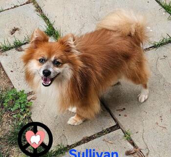 Sullivan -  Pomeranian Dog for Adoption in Lebanon, Pennsylvania - Sullivan | PetCurious