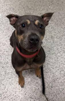 Bongo -  Pit Bull Terrier and Mixed Breed Dog Available for Adoption in Kansas City, Missouri - Bongo | PetCurious