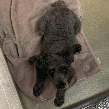 71426 -  Poodle Dog for Adoption in Harrisonburg, Virginia - 71426 | PetCurious