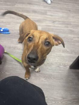 Dutch -  Dachshund Dog for Adoption in Newburgh, New York - Dutch | PetCurious