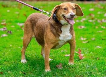 Rescue Beagle Dogs for Adoption in Parsons, West Virginia - Lucy | PetCurious