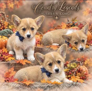 Charlie -  Corgi Dog for Sale in La Plata, Missouri - Charlie | PetCurious