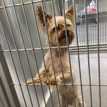Daffy -  Yorkshire Terrier Dog for Adoption in Montgomery, Alabama - Daffy | PetCurious