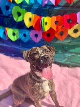 Brad Paisley -  Mixed Breed Dog for Adoption in Cincinnati, Ohio - Brad Paisley | PetCurious