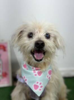 Goober-One of our Amazing Rescue Dogs -  Havanese and Maltese Dog for Adoption in Carlsbad, California - Goober-One Of Our Amazing Rescue Dogs | PetCurious