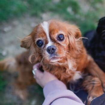 Cavalier King Charles Spaniel Dogs Available for Adoption in Dover, New Hampshire - Rose *Available Soon* | PetCurious