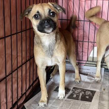 Opal -  Pug and Mixed Breed Dog for Adoption in San Antonio, Texas - Opal | PetCurious