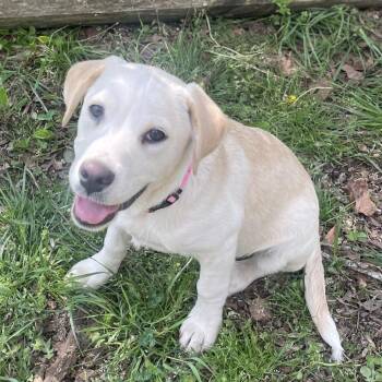 Labrador Retriever Dogs Available for Adoption in Fayetteville, Georgia - Citrine | PetCurious