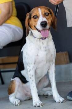 Sammy -  Harrier Dog for Adoption in Costa Mesa, California - Sammy | PetCurious