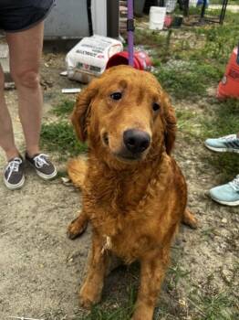 3a -  Golden Retriever Dog for Adoption in Salisbury, Maryland - 3a | PetCurious