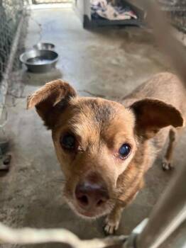 Henry -  Chihuahua Dog for Adoption in Newman, California - Henry | PetCurious