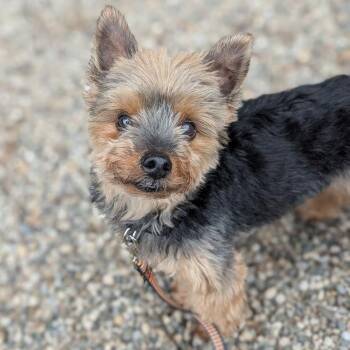 Joker -  Mixed Breed and Yorkshire Terrier Dog for Adoption in West Olive, Michigan - Joker | PetCurious