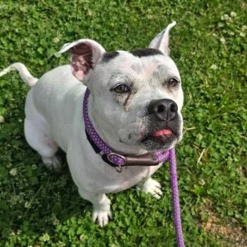 Pit Bull Terrier Dogs Available for Adoption in Philadelphia, Pennsylvania - Lola | PetCurious