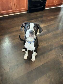 Rescue Boxer Dogs for Adoption in Gainesville, Georgia - Beau | PetCurious