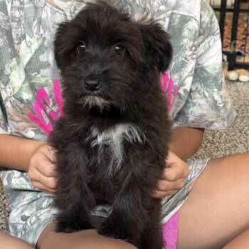 Winnie -  Tibetan Terrier and Mixed Breed Dog for Adoption in Santa Fe, Texas - Winnie | PetCurious
