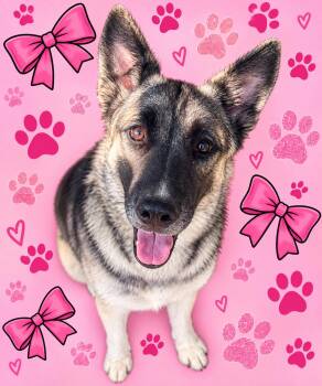 Ember -  German Shepherd Dog Dog for Adoption in Washington, Missouri - Ember | PetCurious