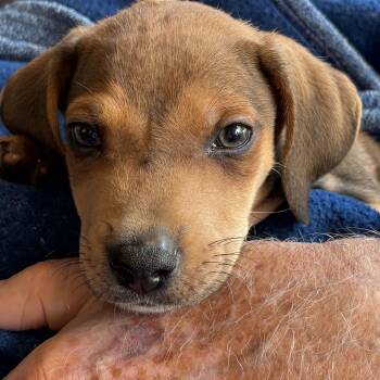 Chevy -  Shepherd Dog for Adoption in Churchville, New York - Chevy | PetCurious