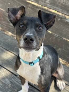 Rescue Labrador Retriever and Mixed Breed Dogs for Adoption in San Antonio, Texas - McNugget | PetCurious
