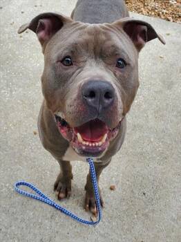 Mixed Breed Dogs Available for Adoption - ARCHER | PetCurious