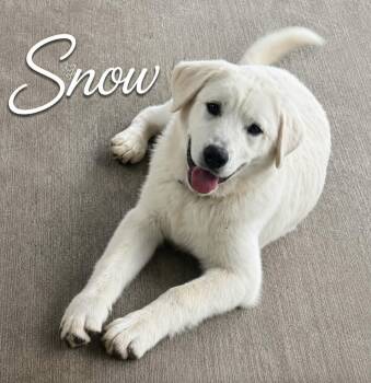 Snow -  Labrador Retriever Dog for Adoption in Lucas, Texas - Snow | PetCurious