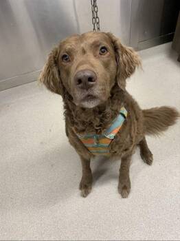 OLIVER -  Chesapeake Bay Retriever Dog for Adoption in Fairbanks, Alaska - OLIVER | PetCurious
