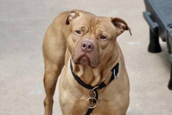 Mixed Breed Dogs Available for Adoption - Smokey | PetCurious