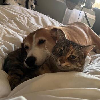 Border Collie and Beagle Dogs Available for Adoption - Jilly | PetCurious