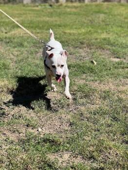 Kasper -  Jack Russell Terrier Dog for Adoption in Los Angeles, California - Kasper | PetCurious