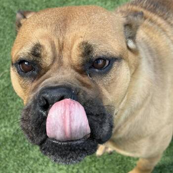 Rosabelle -  Pit Bull Terrier and Mixed Breed Dog for Adoption in Matteson, Illinois - Rosabelle | PetCurious