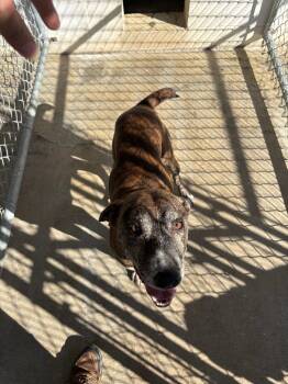 Rescue Mixed Breed Dogs for Adoption in Lafayette, Tennessee - Loui | PetCurious