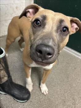 Rescue Pit Bull Terrier Dogs for Adoption in Woodland, California - *SAPHIE | PetCurious