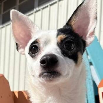 Terrier Dogs Available for Adoption - OTIS | PetCurious