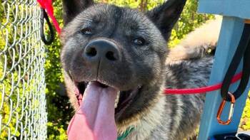 Ace -  Akita Dog for Adoption in Romoland, California - Ace | PetCurious