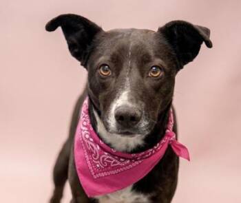 Border Collie and Mixed Breed Dogs Available for Adoption in Bowling Green, Kentucky - Paisley | PetCurious