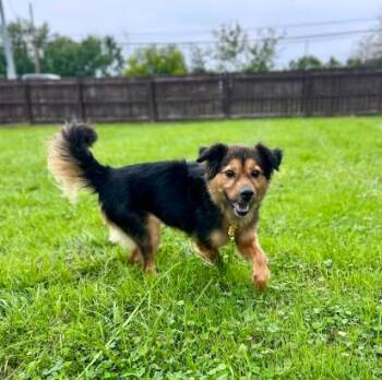 Piper -  Smooth Collie Dog for Adoption in Brunswick, Ohio - Piper | PetCurious