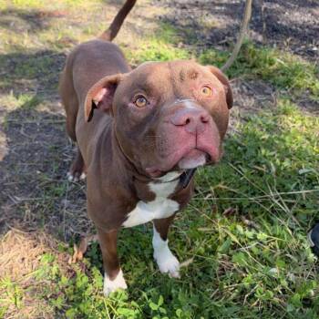Arthur -  Pit Bull Terrier Dog for Adoption in Jersey City, New Jersey - Arthur | PetCurious