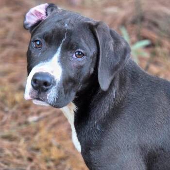 Boxer and Terrier Dogs Available for Adoption - Wiltshire | PetCurious