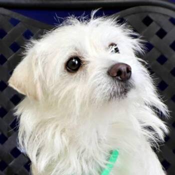 Tawny -  Schnauzer Dog for Adoption in Midland, Texas - Tawny | PetCurious