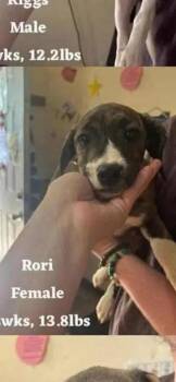 Mixed Breed Dogs Available for Adoption in Wyoming, Michigan - Rori | PetCurious