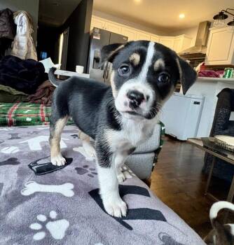 Pit Bull Terrier and Labrador Retriever Dogs Available for Adoption - Cannoli | PetCurious