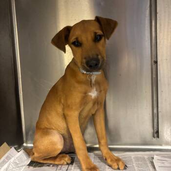 TX4066 Luke -  Mixed Breed Dog for Adoption in Port Washington, New York - TX4066 Luke | PetCurious