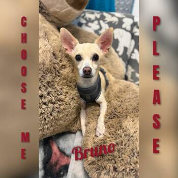 Bruno -  Chihuahua Dog for Adoption in Fredericksburg, Virginia - Bruno | PetCurious
