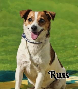 Rescue Parson Russell Terrier and Mixed Breed Dogs for Adoption in North Richland Hills, Texas - Russ | PetCurious