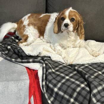 Couch Katie -  Cavalier King Charles Spaniel Dog for Adoption in Antwerp, Ohio - Couch Katie | PetCurious