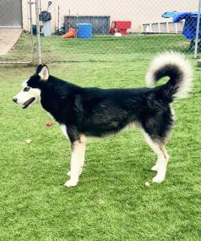 Husky Dogs Available for Adoption in Lenexa, Kansas - Max | PetCurious