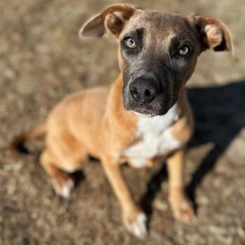Rescue Pit Bull Terrier and Shepherd Dogs for Adoption in Valdosta, Georgia - Beach | PetCurious